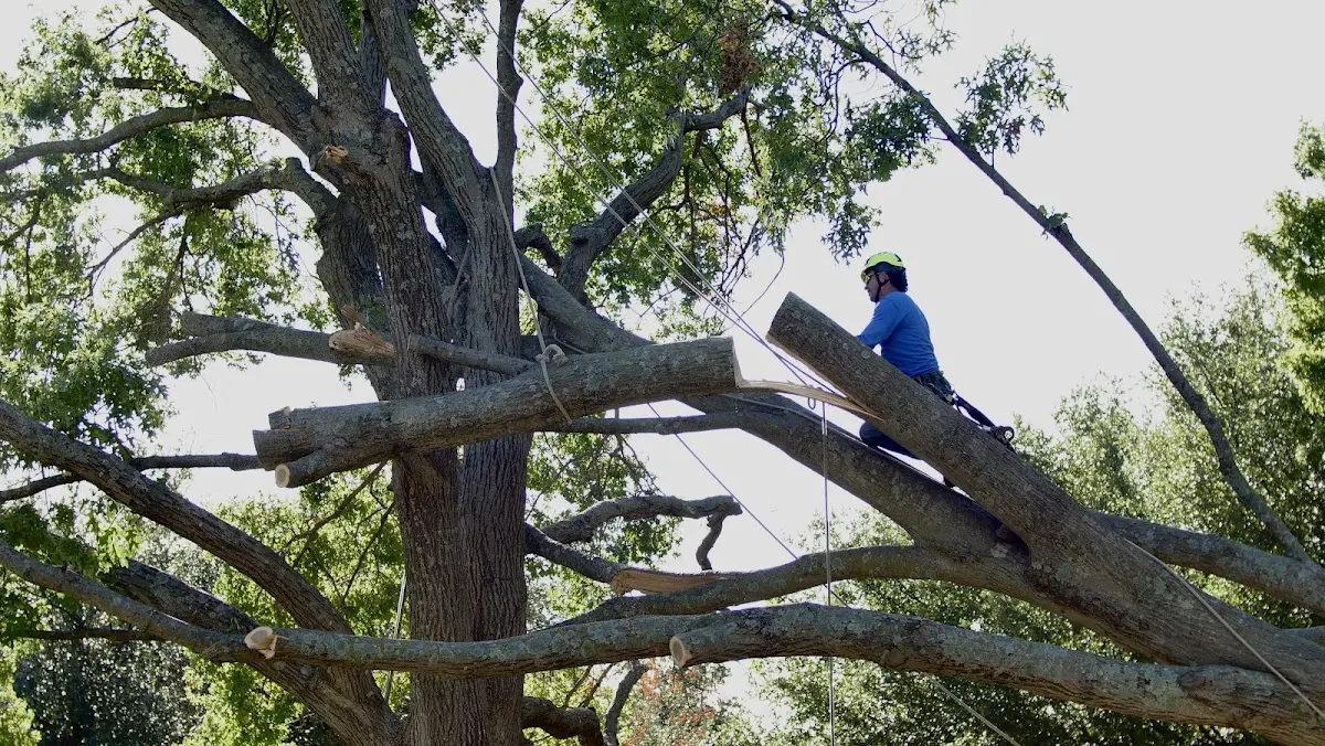 Professional Hazardous Tree Removal performed by certified arborists in Lachine