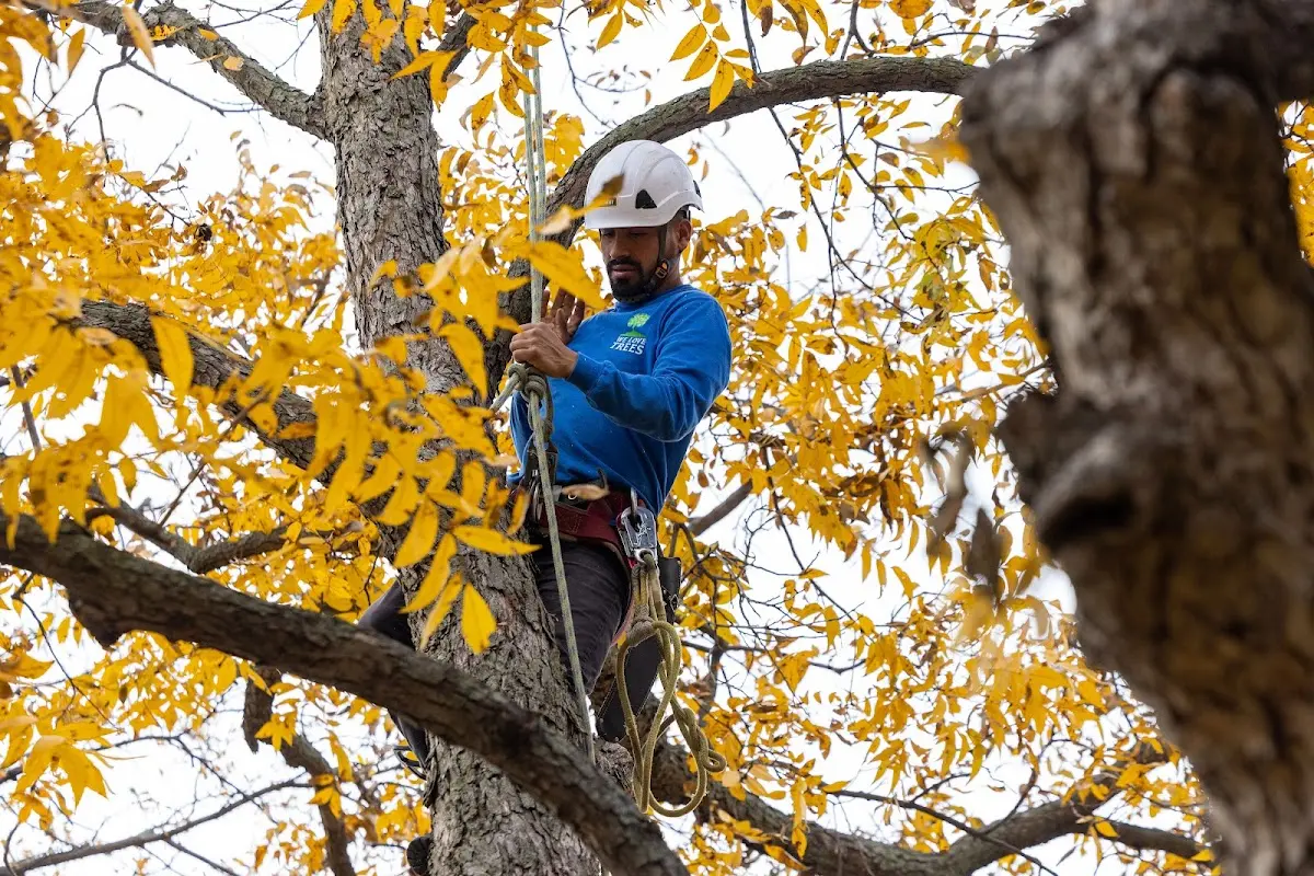Skilled Tree Transplanting crew working in Lachine